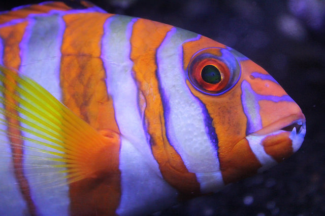 Neil becomes a hero to a fish wholesaler